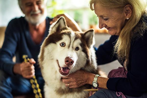 The Healing Power of Pets for Seniors